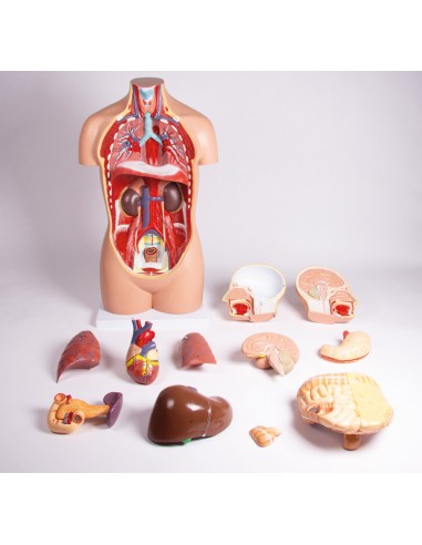 Modello di torso umano senza sesso in...