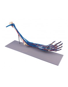 Erler Zimmer, modello...