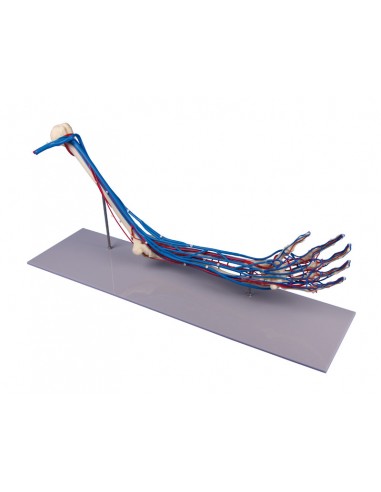 Erler Zimmer, modello anatomico di...