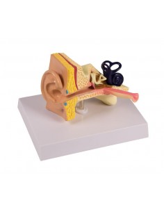 Modello anatomico di...