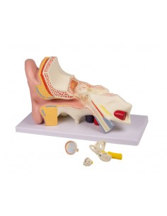 Modello anatomico di...