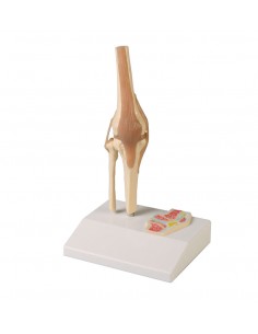 Erler Zimmer, modellino...