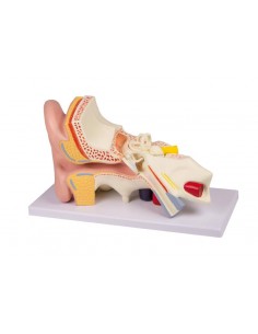 Modello anatomico di... 2