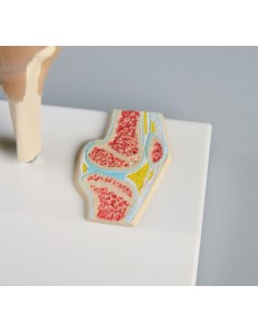 Erler Zimmer, modellino... 2