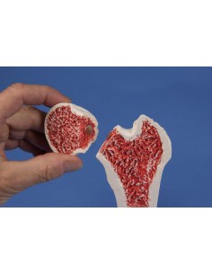 Erler Zimmer, modello... 2