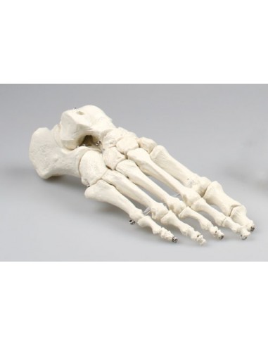Erler Zimmer, modello anatomico di...
