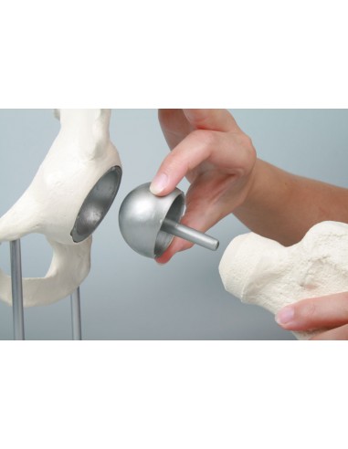 Erler Zimmer, modello anatomico di...