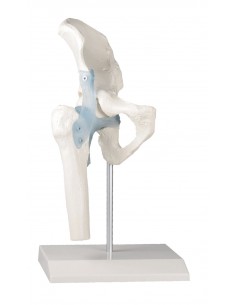 Erler Zimmer, modello...