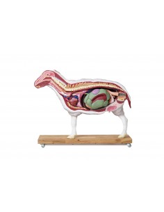 Modello di pecora, 12...