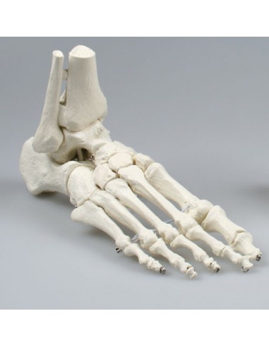 Erler Zimmer, modello anatomico di...