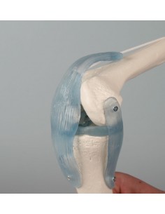 Erler Zimmer, modello...