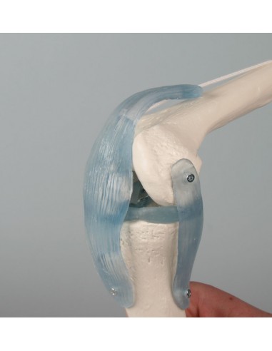 Erler Zimmer, modello anatomico...