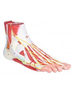 Piede con muscoli e...