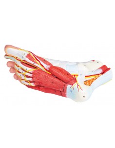 Piede con muscoli e... 2