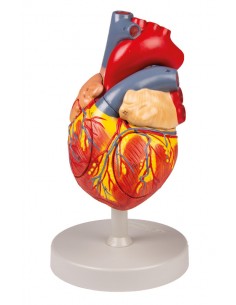 Modello anatomico di cuore,... 2
