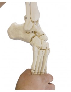 Erler Zimmer, modello...