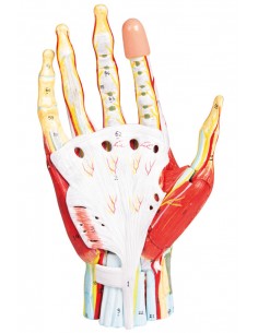 Mano con muscoli e... 2