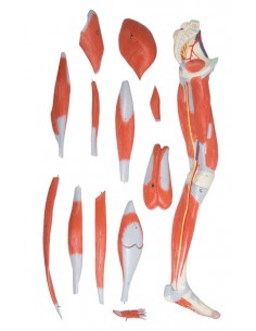 Muscoli della gamba, a... 2