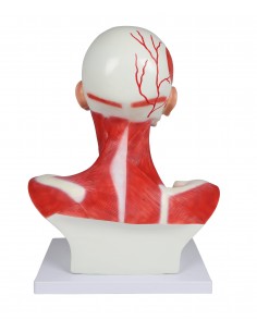 Muscoli di testa, collo e...