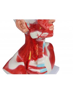 Muscoli di testa, collo e... 2