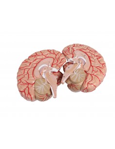 Muscoli di testa, collo e... 2