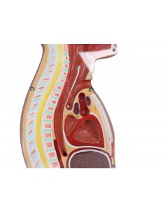 Torso per esercitazioni di... 2