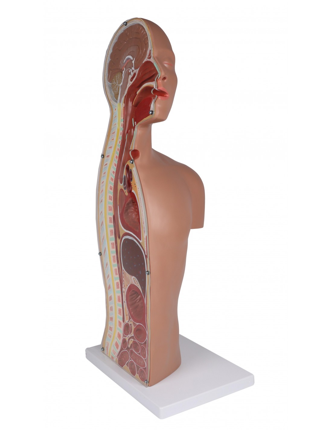 Torso per esercitazioni di sondino... Torso per esercitazioni di sondino...