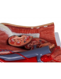 Modello anatomico di... 2