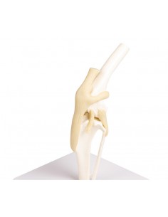 Modello di articolazione...