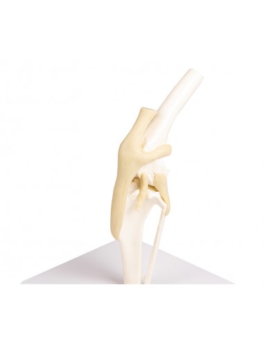 Modello Di Simulazione Dell'Articolazione Del Ginocchio Umano A Grandezza Naturale Con Legamenti - Per Studio Anatomia E Fisioterapia