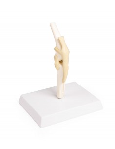 Modello di articolazione... 2