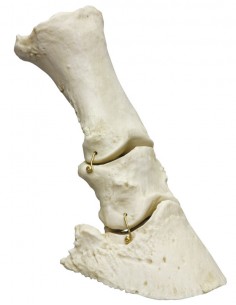 Piede di Cavallo mobile...