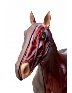 Modello di cavallo...