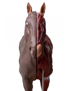 Modello di cavallo... 2