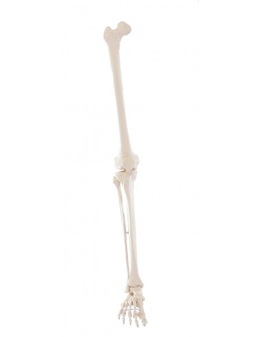Erler Zimmer, modello anatomico di...