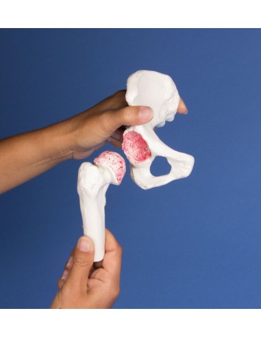 Erler Zimmer, modello anatomico di...