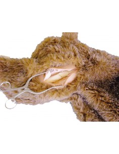 Modulo di Frattura femorale...