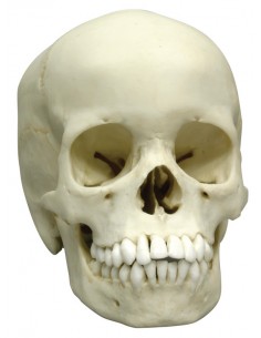 Cranio di bambino di 13...