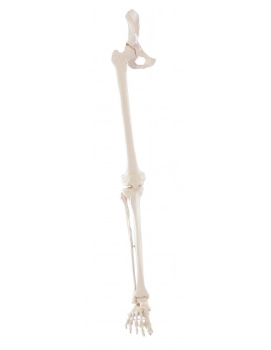 Erler Zimmer, modello anatomico di...