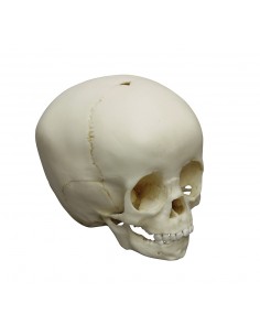 Cranio di bambino di 1 anno...