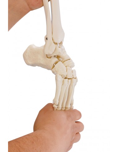 Erler Zimmer, modello anatomico di...