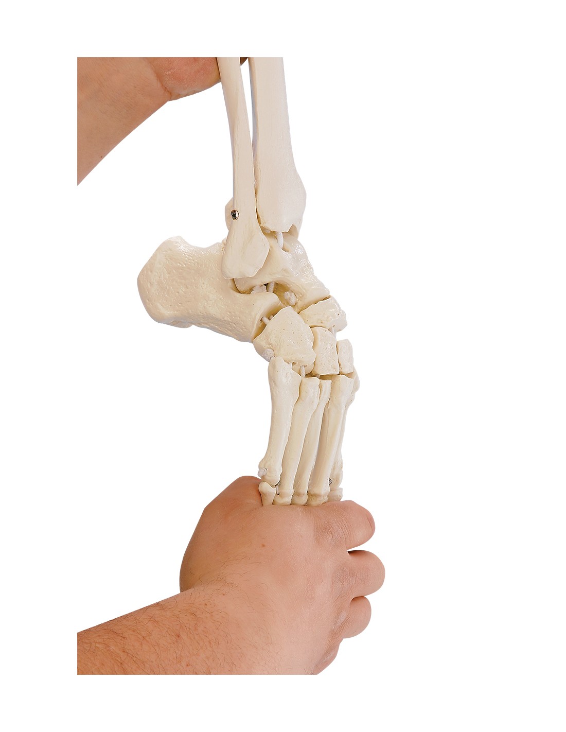 Modello Anatomico Gamba Sinistra Scheletro Disarticolato – Usato Per Medicina