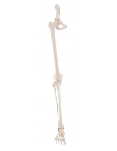 Erler Zimmer, modello... 2