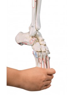 Erler Zimmer, modello...