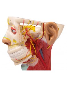 Modello anatomico di nervi... 2