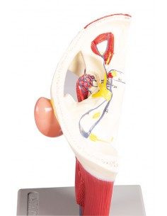 Modello anatomico di vene...