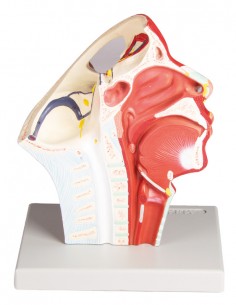 Modello anatomico di vene... 2