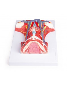 Anatomia del collo umano...