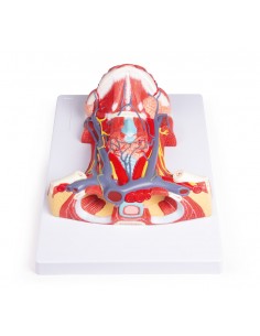 Anatomia del collo umano... 2