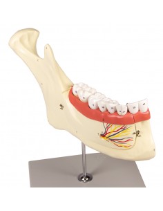 Modello anatomico di... 2